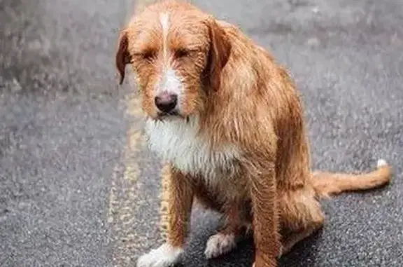 Пропала собака, Школьная ул., Троицк