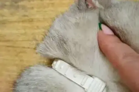 Найдена кошка, Челябинск, фото: Найдена кошка: пр. Ленина, 4Д, Челябинск