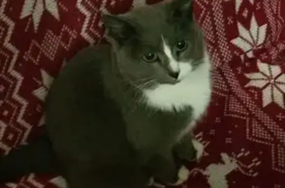 Пропала кошка, Октябрьский пр., 7, Петрозаводск