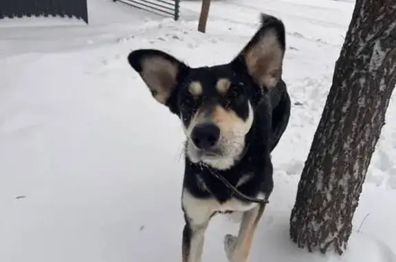 Найденные животные Казань, фото: Собака найдена у Зорге, 28, Казань