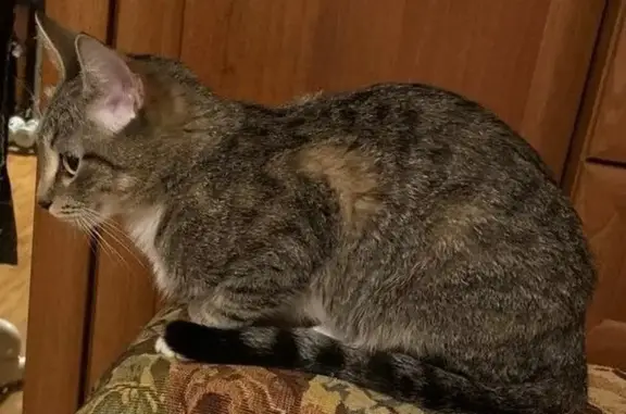 Пропала кошка Маргоша, ул. Юности, 9