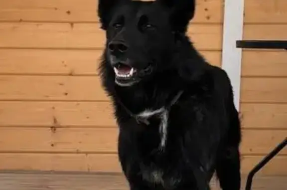 Собаки потеряшки, Челябинск, фото: Потеряшка собака, Ласковый пер., 2, Челябинск