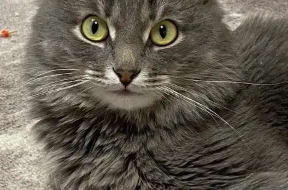 Пропал кот Барсик, Санаторная 72, Екат.