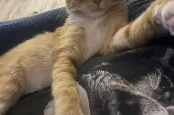 Пропал котёнок, ул. Козлова, 5, Петергоф