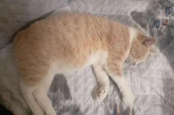 Пропала кошка, Большая ул. 47, Рыбное