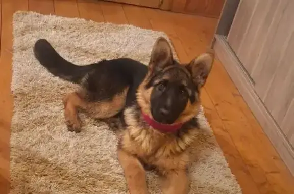 Пропала собака, Жаворонки, 1-я Советская