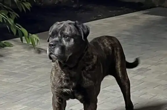 Собаки потеряшки, ст.Ессентукская Предгорный район, фото: Потеряшка собака, Ессентукская-Юца