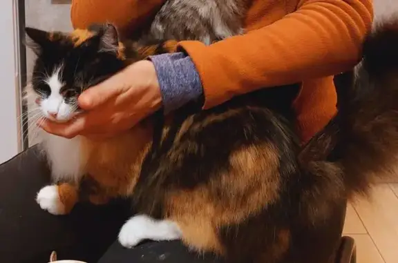 Пропала кошка в Коммунарке, Москва