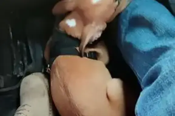 Найденные животные Красноярск, фото: Найдена собака на Московской ул., 29