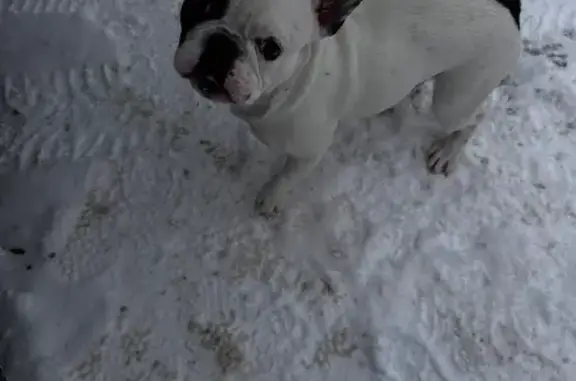 Найдена собака, Горный, фото: Собака найдена: Рассветная, 1, Горный