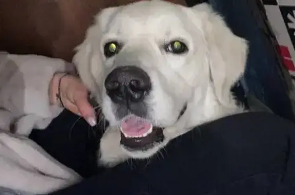 Найдена собака, Чита, фото: Ретривер с красным ошейником, Чита, Недорезова 73