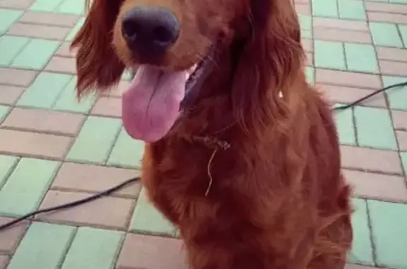 Пропала собака, Металлургическая 115