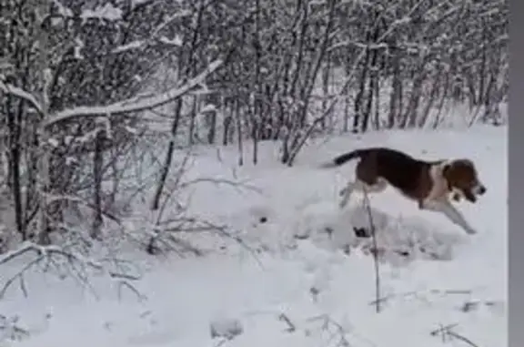 Пропала собака, Пчелка, Чувашия