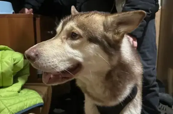 Найдена собака, Курск, фото: Хаски найден на пр. Хрущёва, 2, Курск