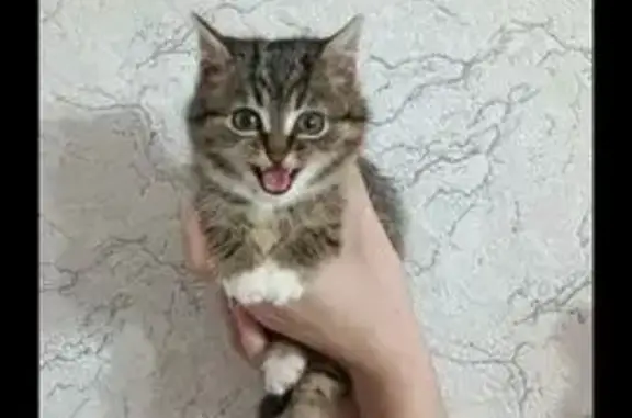 Пропала кошка, ул. 40 лет Победы, 19