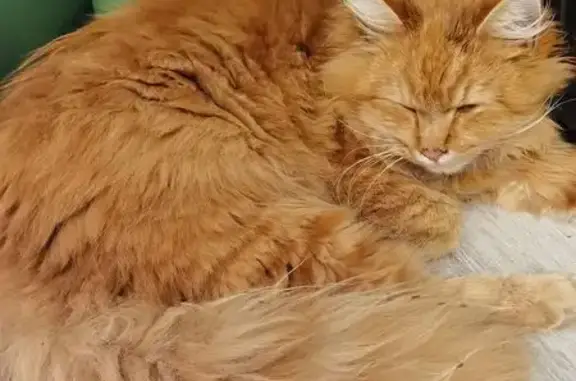 Кошка найдена в Адыгее, очень...