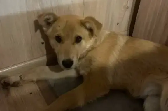 Найдена собака, Саратов, фото: Саратов: найдена собака, 3-й пр. Строителей, 3