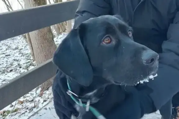 Найдена собака, Поречье, фото: Найдена собака, Поречье, МО