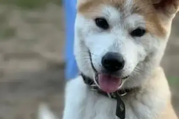 Пропала акита, Большая Московская, Киржач