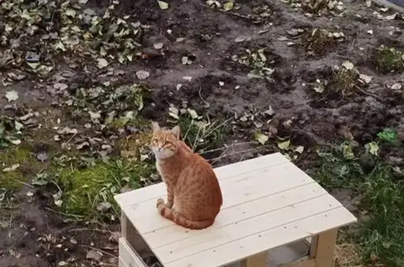 Пропала кошка на ул. Ю. Фучика, Казань