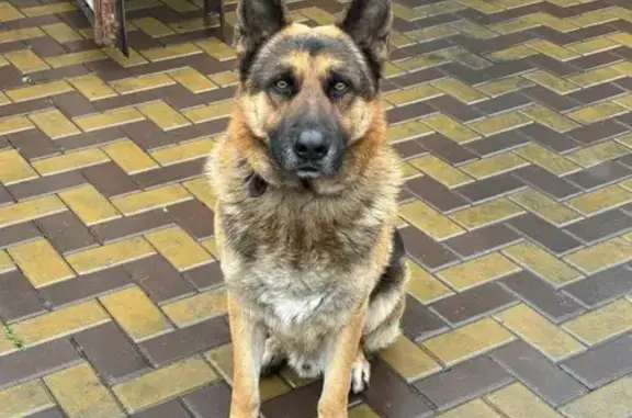 Пропала собака, Придорожная ул., Новошахтинск