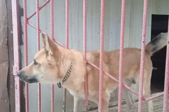 Пропала собака, Солнечная ул. 10, Юрюзань