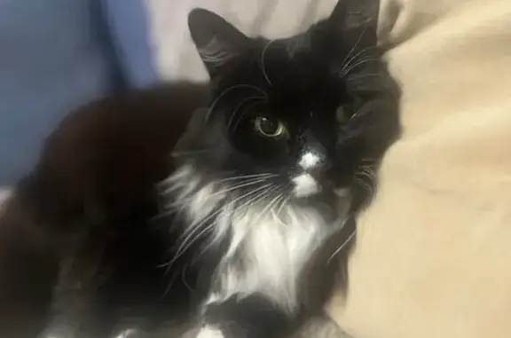 Пропала кошка, ул. Разина 51, Владимир