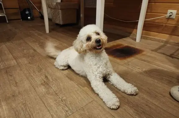 Найдена собака, Мичуринский сельсовет, фото: Белый пёс найден в Мичуринском сельсовете