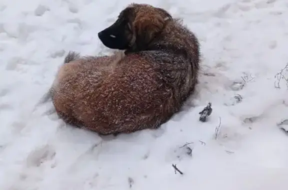 Найдена собака, Чебоксары, фото: Собака найдена: ул. Ф.Н.Орлова, Чебоксары
