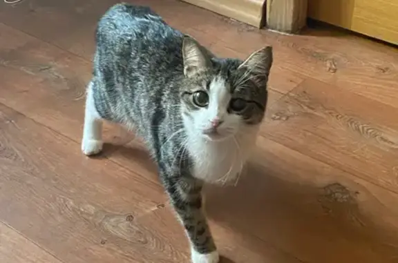 Пропала кошка, пр. Ленина 64, Орск