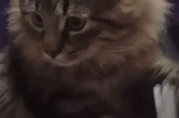 Пропала кошка, ул. Шестака 29, Псков