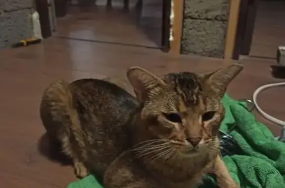 Кошки потеряшки, Капустино, фото: Потеряшка кошка в Капустино, МО