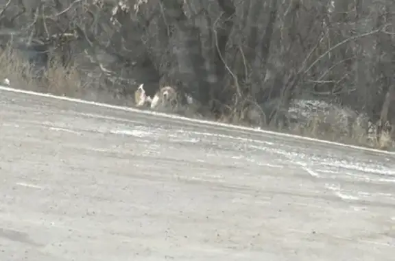 Найдена собака, Каширское, фото: Худая собака найдена, Каширское, Воронеж.