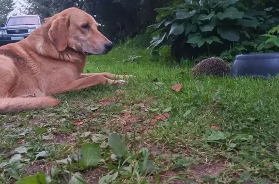 Пропала гончая, Фатеевское СП, Кировская обл.