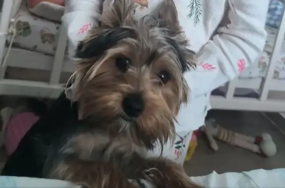 Потерянные животные Миасс, фото: Пропала собака, Электрозаводская, Миасс