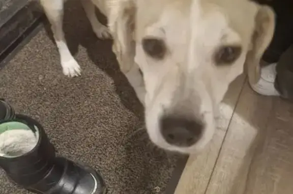 Найдена собака, Екатеринбург, фото: Собака найдена: Московская ул, 55, Екб