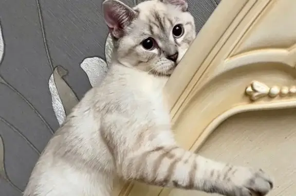 Кошки потеряшки, Столовое, фото: Потеряшка кошка, Советская 143, Столовое