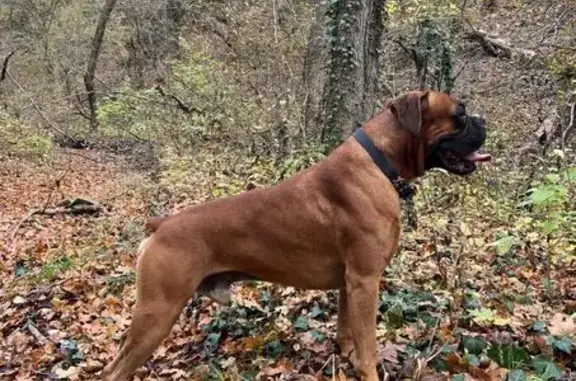 Пропал боксёр Босс, ул. Букретова, 8