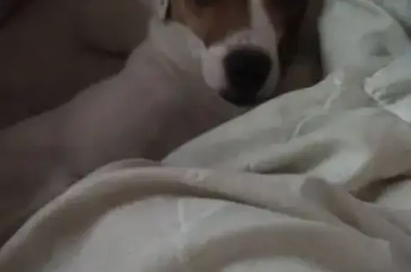 Собаки потеряшки, Екатеринбург, фото: Потеряшка собака, ул. Грибоедова 22, Екб