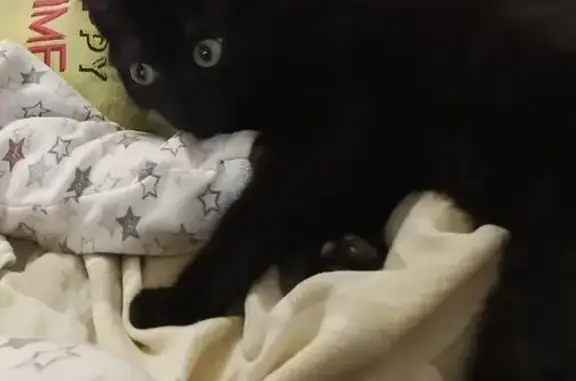 Пропала чёрная кошка, ул. Мира, 30