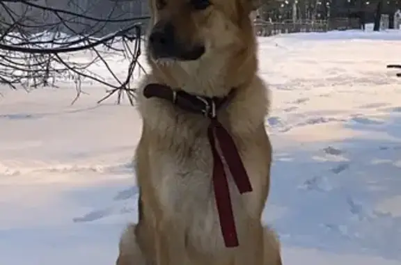 Найденные животные Казань, фото: Собака найдена, ул. Фатыха Амирхана