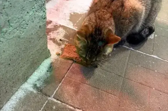 Найдена кошка у Пятёрочки, Уни...