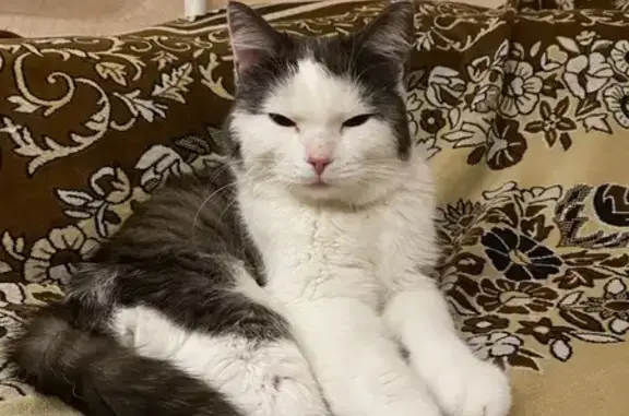 Кошка найдена: 2-я Портовая 17...