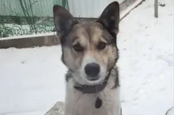 Пропала собака Джек, ул. Длинная, 367