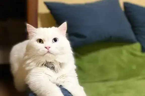 Пропала кошка, ул. Злыгостева, Елово