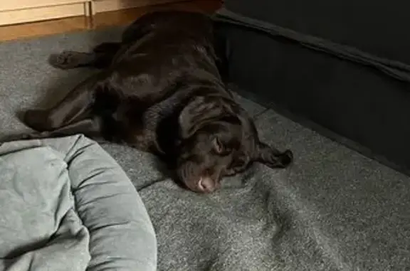 Найдена собака, Липецк, фото: Лабрадор найден: ул. Плеханова, Липецк