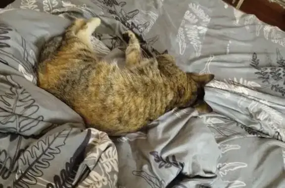 Пропала кошка, Сибирская ул. 42, Толмачёво