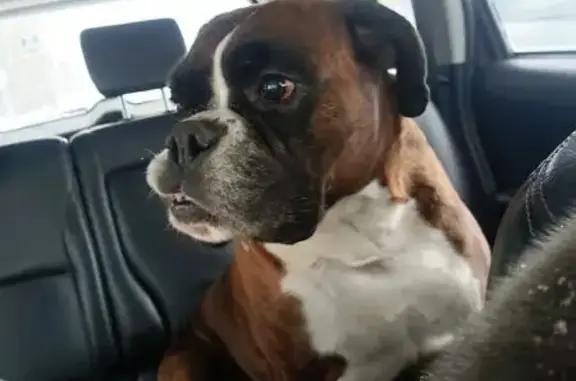 Найдена собака, Барнаул, фото: Собака найдена: ул. Кутузова, 19, Барнаул