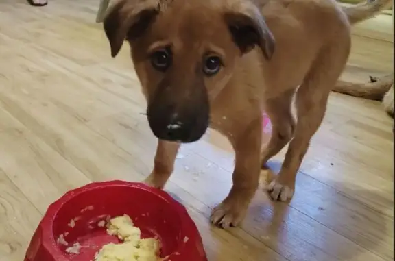 Найдена собака, Архангельское, фото: Найдена собака на ул. Центральной, Архангельское