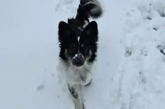 Пропала собака, ул. Ленина, 2Г, Бердск